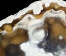 Unique, Agatized Fossil Coral Geode - Florida #57709-1